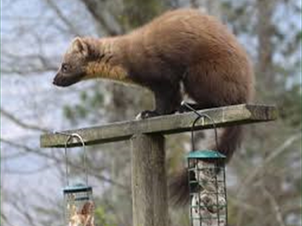 the resident pine marten